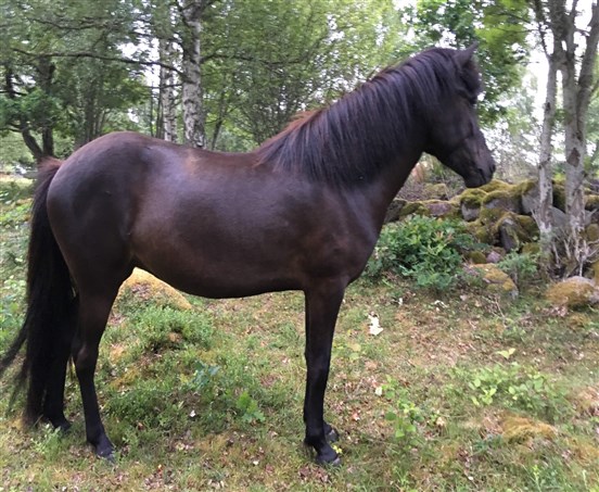 Freyja från Norrhamra